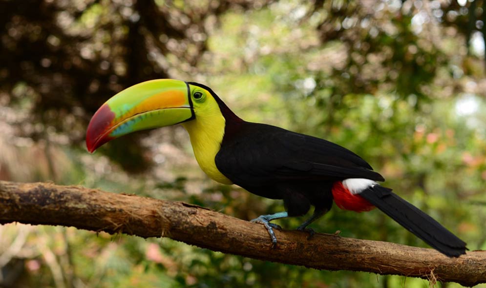 Belize Zoo Day Tour